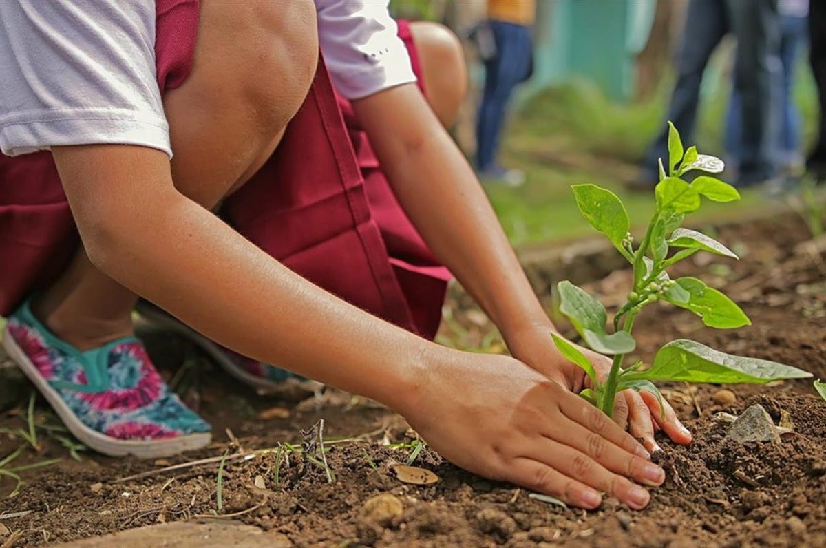 Mille alberi piantati in 6 giorni: il progetto green di Milano