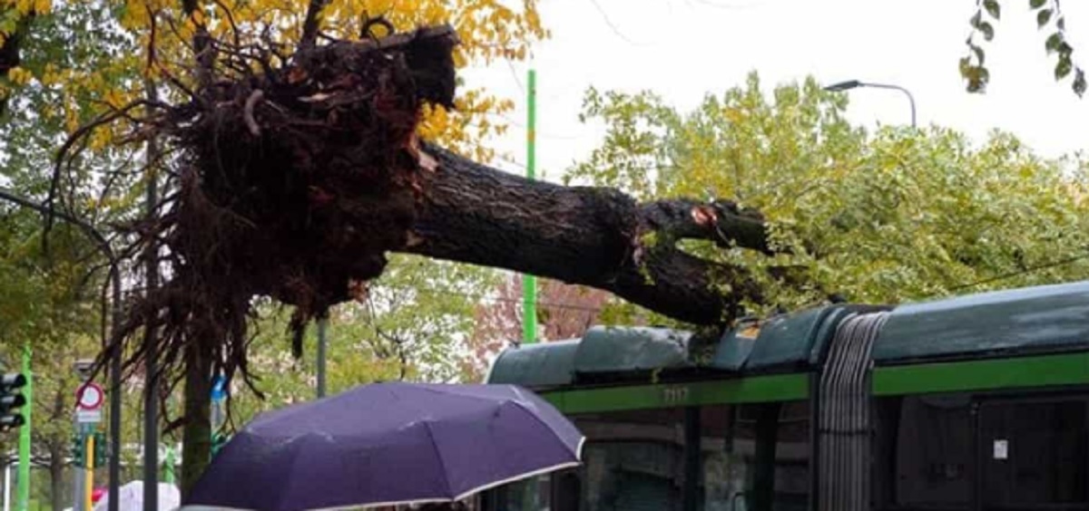 Albero caduto su un tram a Milano, paura per i passeggeri
