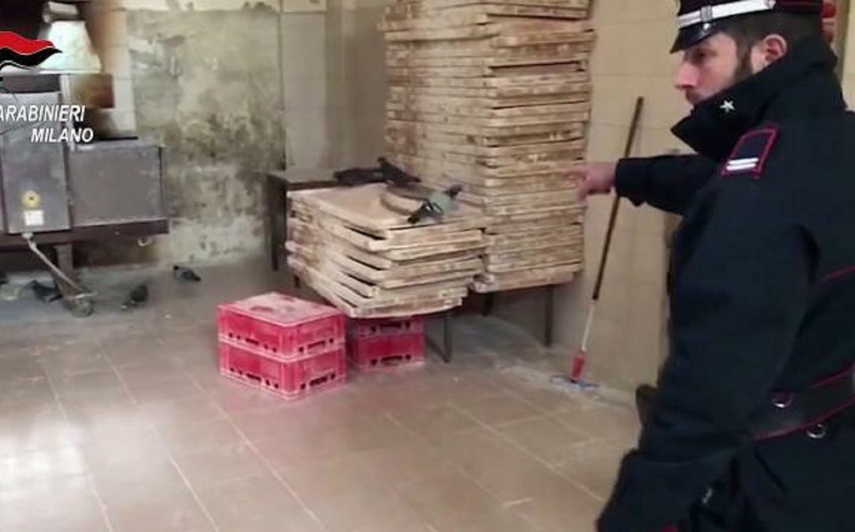 Panificio chiuso a Milano: trovati escrementi di topi e piccioni sulla farina