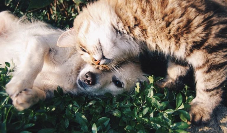 Approvata la sepoltura di animali domestici nei cimiteri di Milano