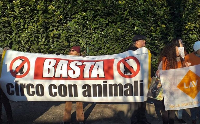 Protesta animalisti contro circo Orfei: “Schiavisti diventate umani”