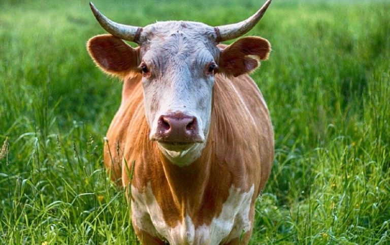 Aggredita toro Abbiategrasso