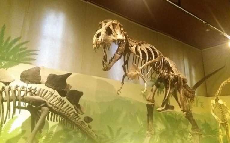 Museo di Storia Naturale Milano: orari, prezzi e come arrivare