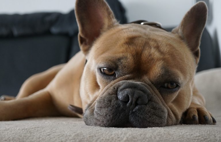 Cosa fare con il cane a Milano: 10 idee imperdibili