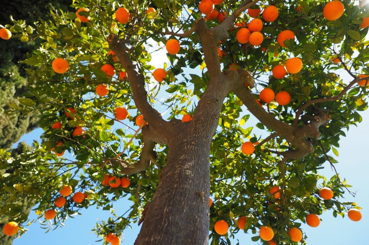 Come adottare alberi da frutto: “Saranno piantati 2000 esemplari”