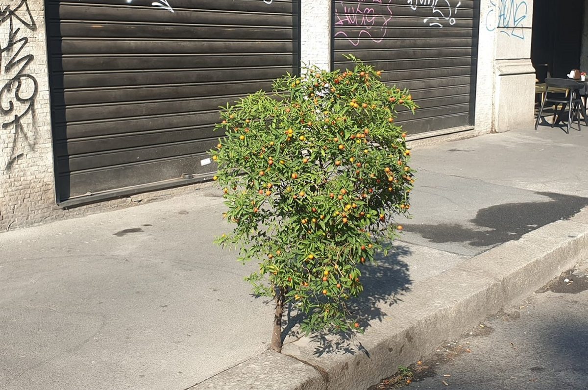 Albero cresciuto sull’asfalto in via Canonica a Milano, i cittadini: “Non uccidetelo”