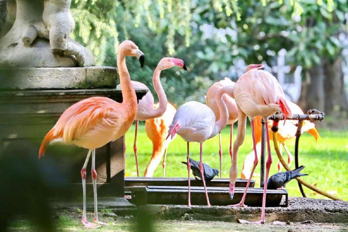 Villa Invernizzi a Milano: il parco con i fenicotteri rosa