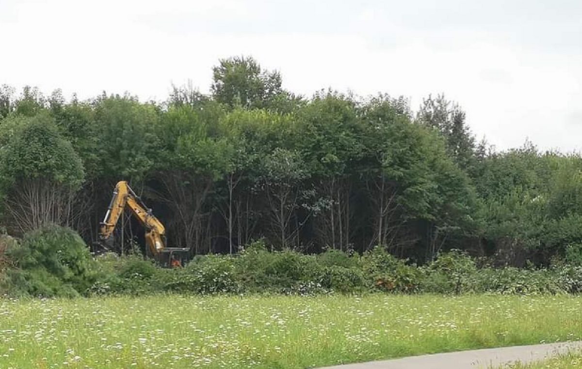 Vasca di laminazione contro le esondazioni, abbattuti alberi al Parco Nord: “Uno scempio”