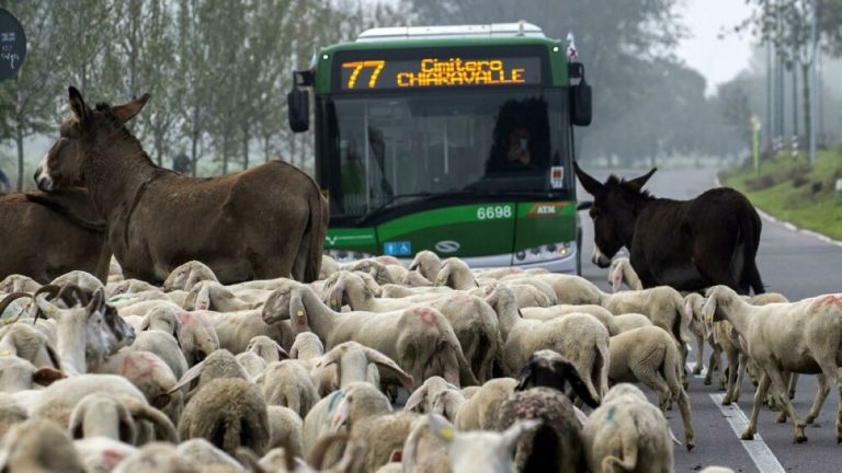 pecore al pascolo