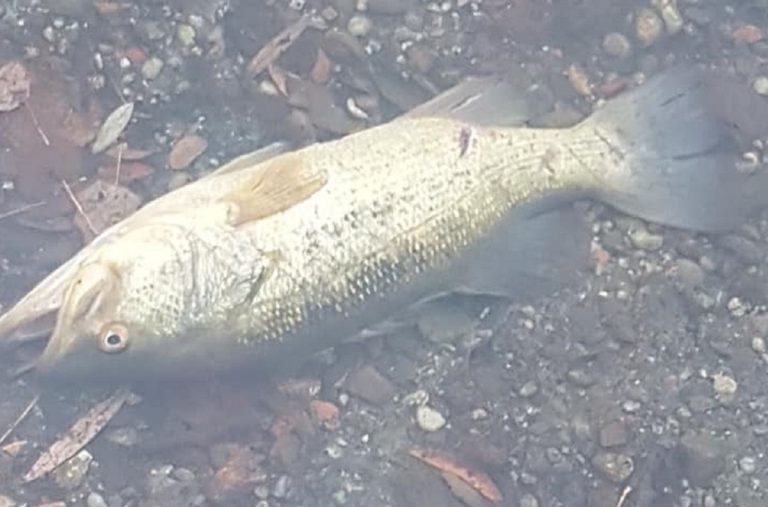 pesci morti parco delle cave