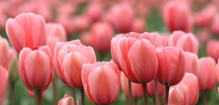 Un campo di tulipani tutti da raccogliere in Brianza