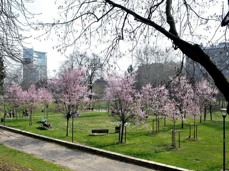 Il consigliere Mascaretti contro il garante del verde: “Servono alberi”