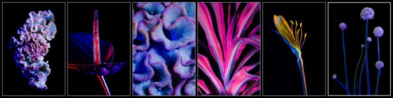 ultra-flowers