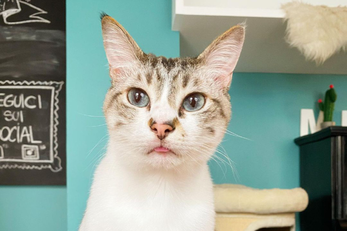 Crazy Cat Café, streamer in diretta twitch: “Vittime di attacco mediatico”