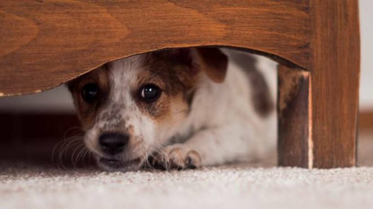 Botti vietati a Capodanno: Milano tutela gli animali e riduce l’inquinamento