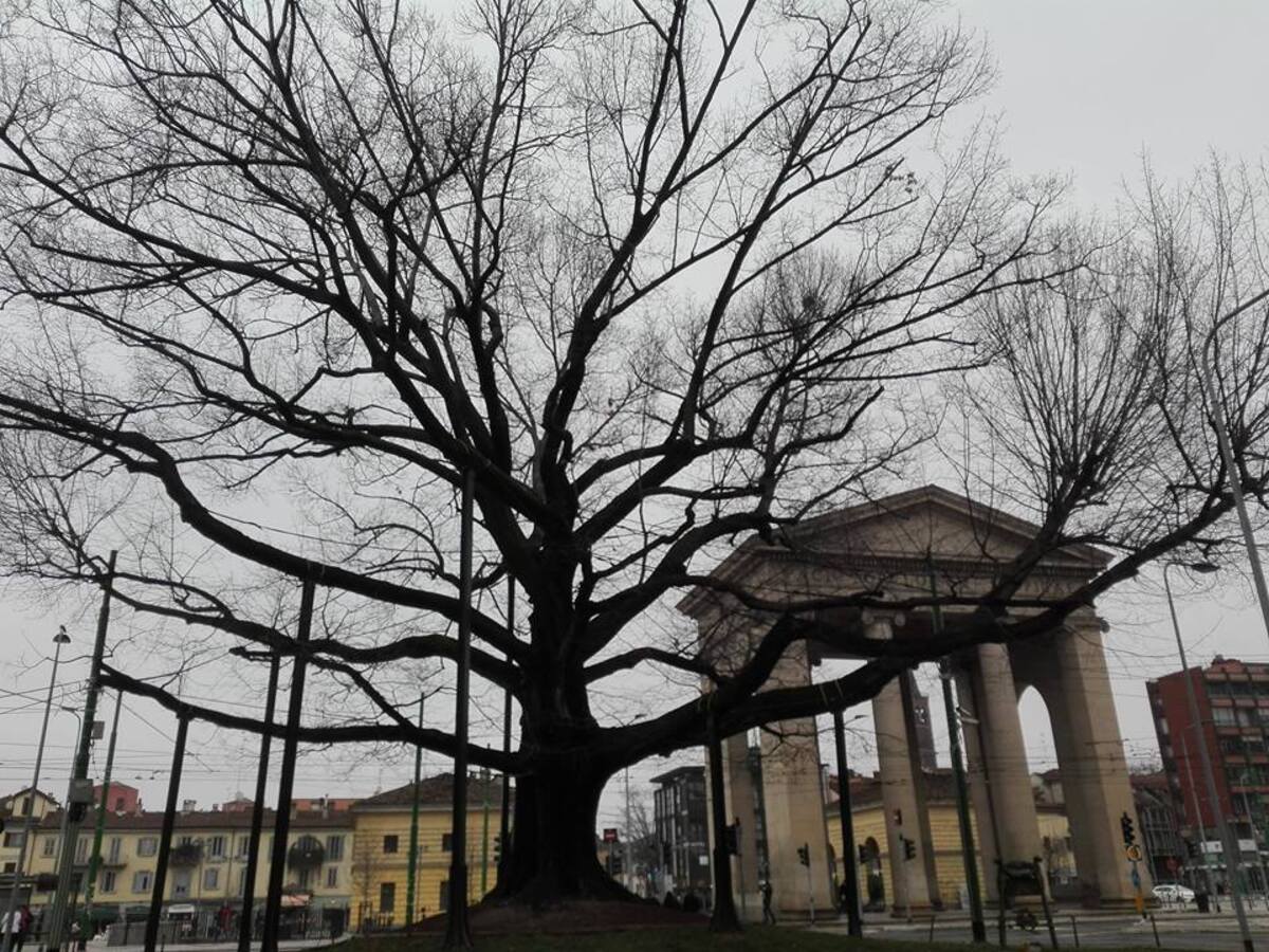 Il forte vento di Milano ha lesionato la storica quercia di piazza XXIV Maggio