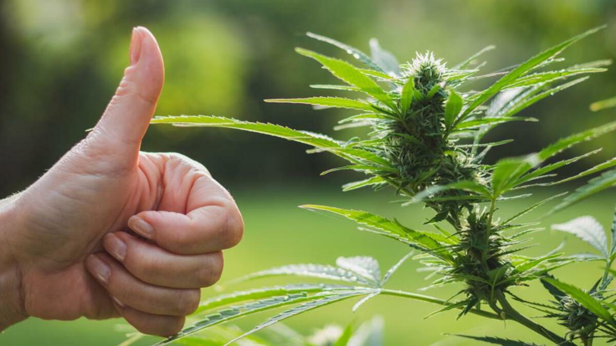 Il Consiglio Comunale di Milano vota per la legalizzazione della Cannabis