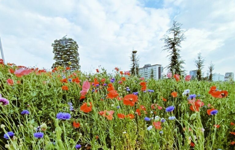 Il successo dei prati fioriti a Milano: le ragioni