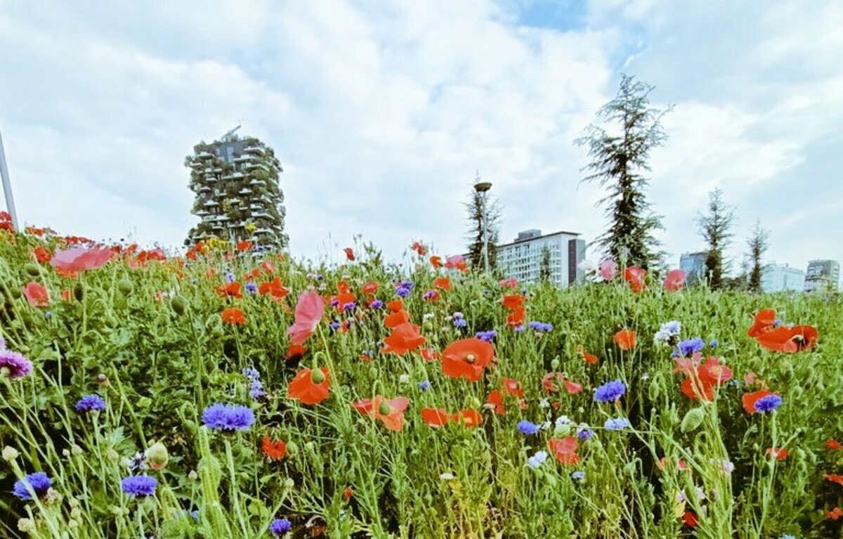 Perchè a Milano ci sono sempre più prati fioriti? Le motivazioni