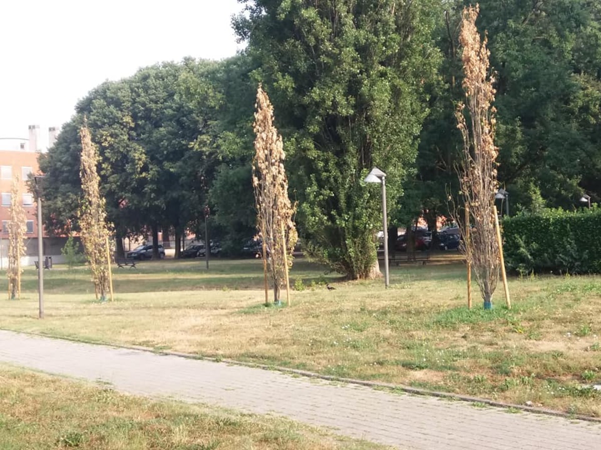 Forestami, alberi in difficoltà a causa della siccità: la mappa dei danni