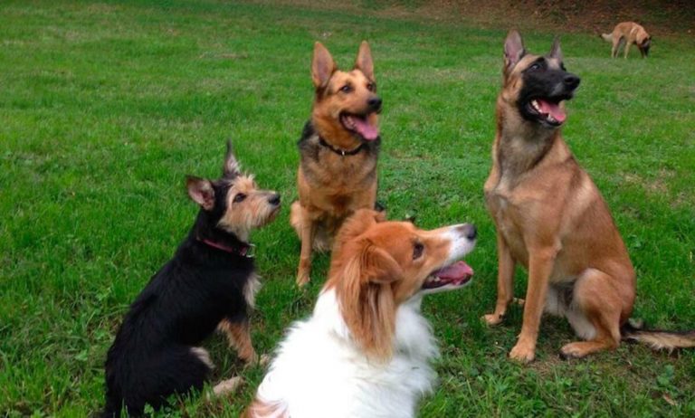 Dove lasciare gli animali quando si va in vacanza? Le offerte di Milano