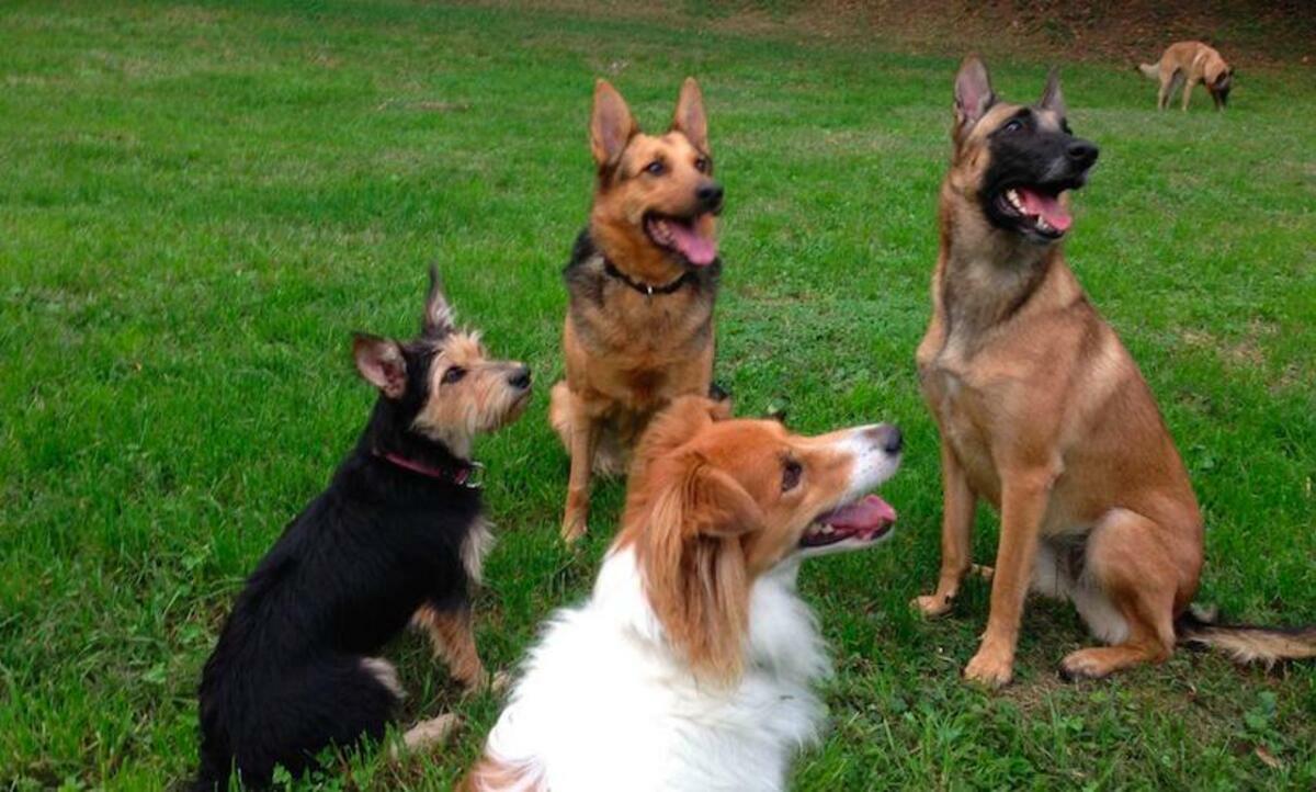 Hotel per cani e pet sitter per pappagalli e rettili: dove lasciare i propri animali durante l’estate