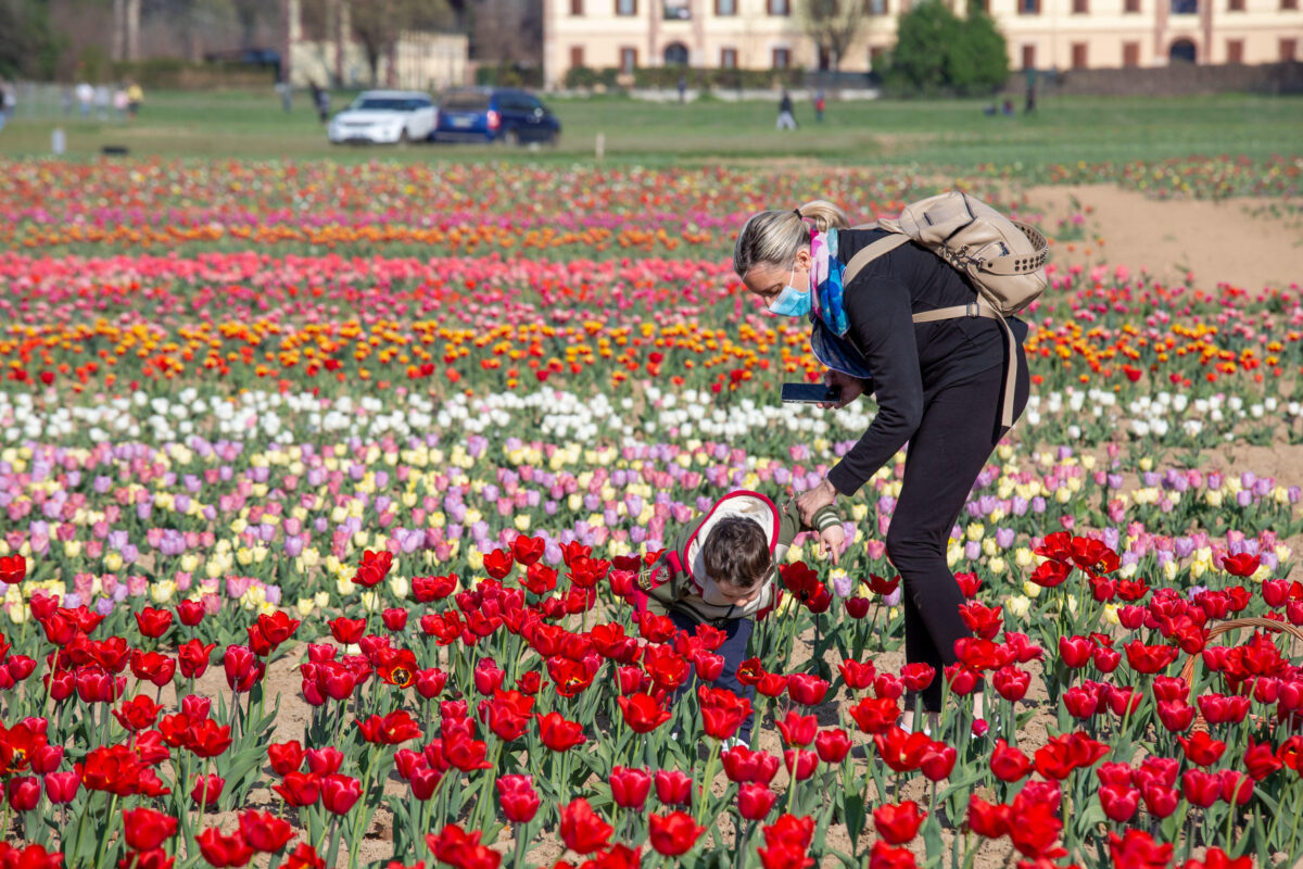Il campo di tulipani di Arese: un sogno che diventa realtà