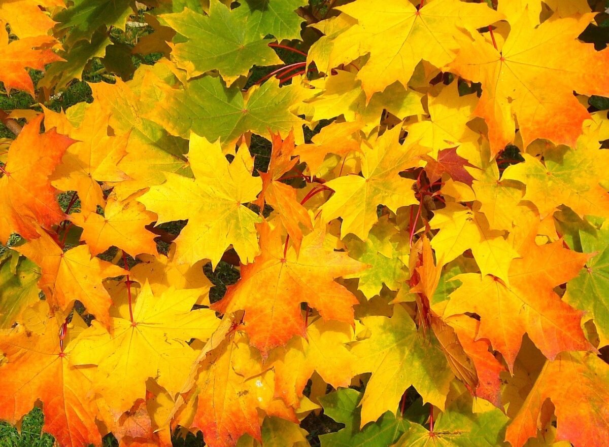 Autunno in arrivo a Milano: temperature in calo e pioggia in arrivo