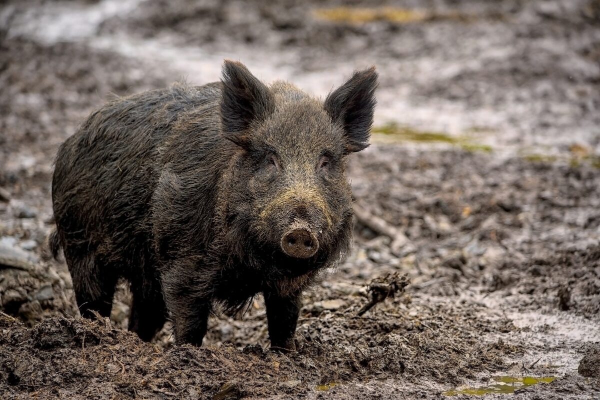 Catturato cinghiale in Darsena a Milano: la storia dell’incontro inusuale