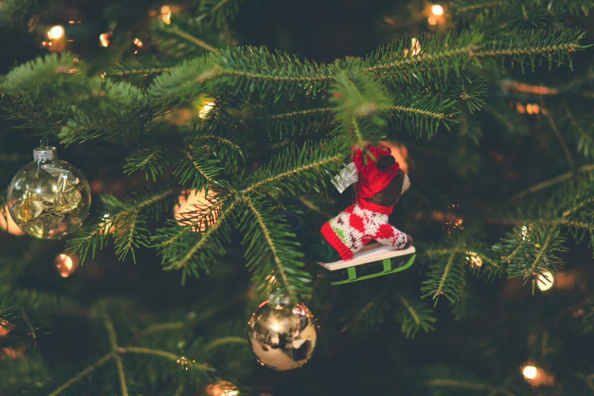 Il maxi albero di Natale 2023 è arrivato in Piazza Duomo