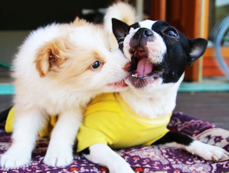 migliori hotel milano pet friendly