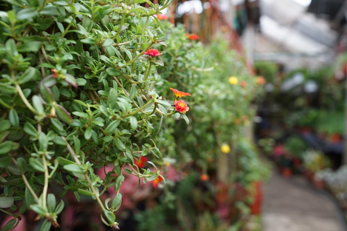 Migliori vivai a Milano: i negozi a cui affidarsi per le piante e il giardino