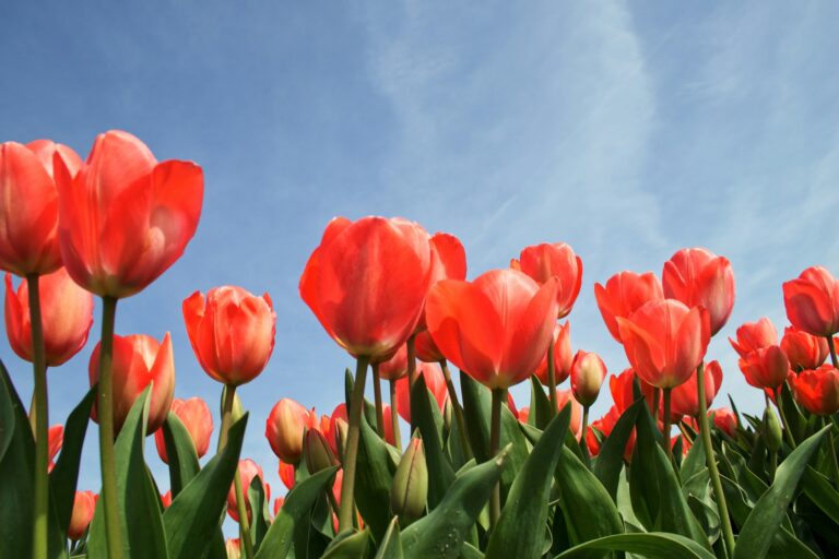 Visita gratuita nello spazio dedicato al genere di piante della famiglia delle Liliaceae