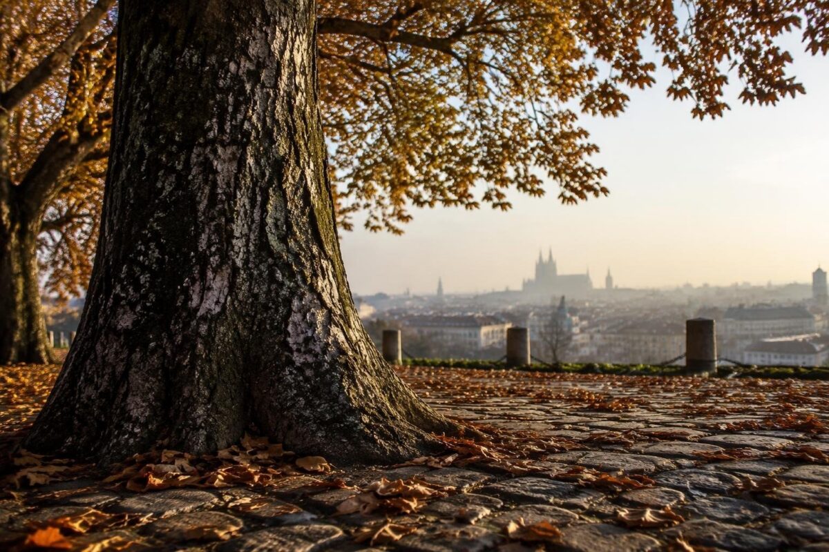 Residenti in allarme per l’abbattimento di alberi secolari a Milano