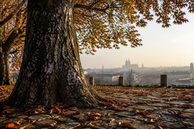 Residenti in allarme per l’abbattimento di alberi secolari a Milano