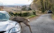 Collisioni a Rescaldina: daino su via Melzi e cervo su via Risorgimento