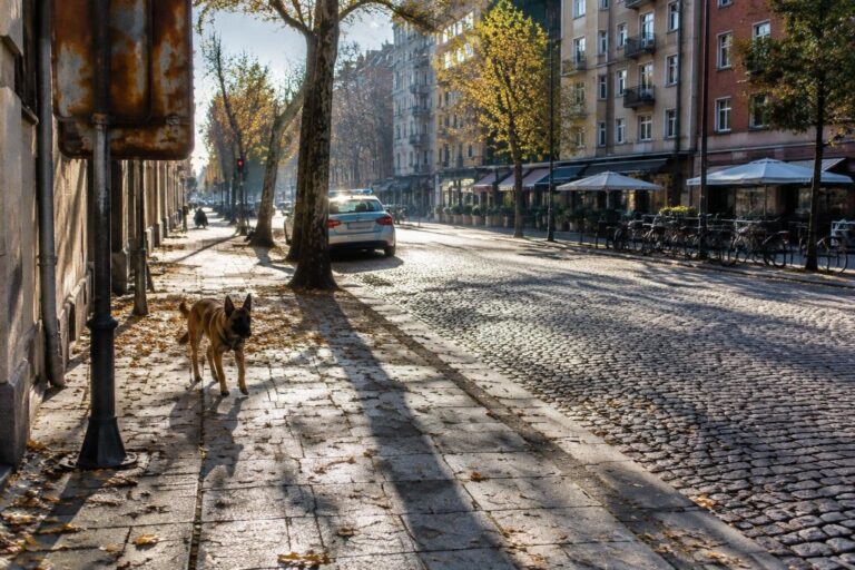 Tentata estorsione per cane valso 2.000 euro a Niguarda