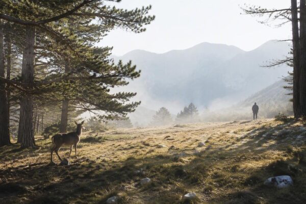 Come interagire correttamente con gli animali selvatici: consigli e precauzioni