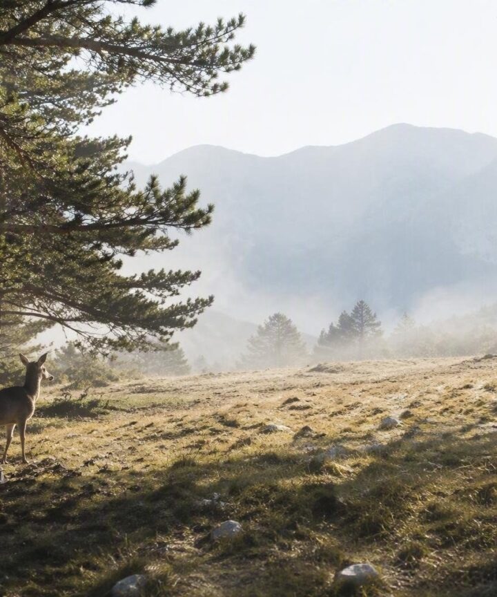 Come interagire correttamente con gli animali selvatici: consigli e precauzioni