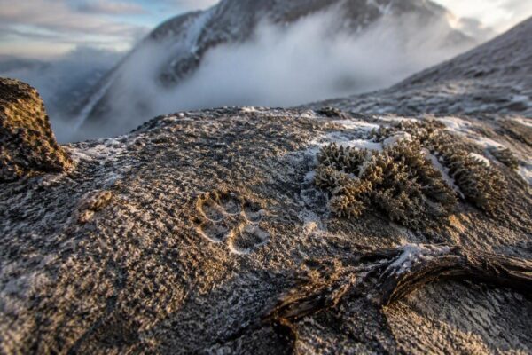 Marmotte alpine: linguaggio, adattamenti e impatto del cambiamento climatico