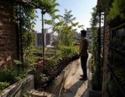 Microforeste urbane: piccole aree, grandi benefici