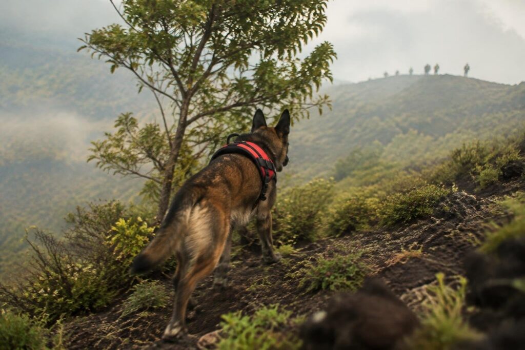 Cani da ricerca Yoghi e FLO salvano un 71enne dell’area vesuviana
