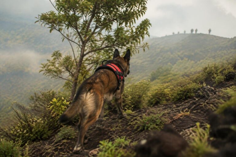 Cani da ricerca Yoghi e FLO salvano un 71enne dell’area vesuviana