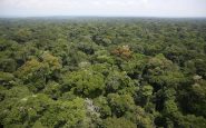Congo Rainforest