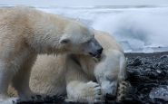 Endangered Animals