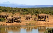 elephants