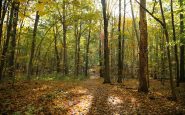 forest bathing