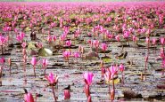 Thailand's Lake