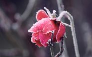 december blooms