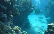 great barrier reef